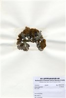 藏品(南方團扇藻)的圖片